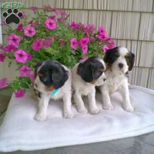 Duchess, Cavalier King Charles Spaniel Puppy